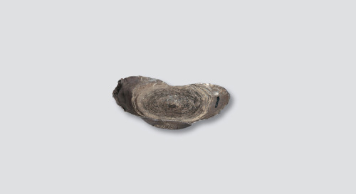 明代十两银锭