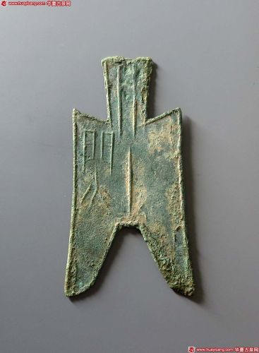 大型尖足布蔺