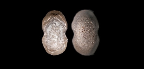  明“丝娟折艮壹拾两”银锭 方乾评级 MS62+ 