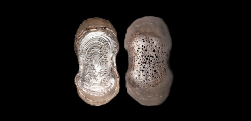  明“河伯所税艮伍两伍钱”银锭 方乾评级 MS62 