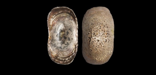  清云南素面五两型银锭 华夏评级AU