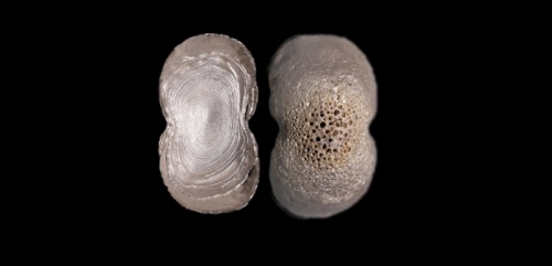  明素面五两型银锭 方乾评级 MS62 