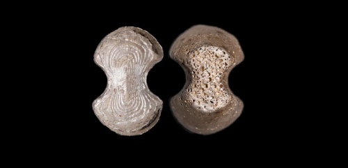  明沅州税课拾两银锭 方乾评级 MS62+ 