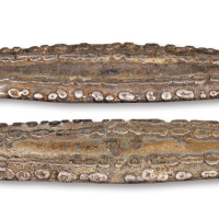 元末明初暹罗国“虎舌”银锭二枚，铸造于公元1238至1420年，曾在云南边境流通，重量120.4克、121.2克