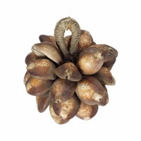 缅甸部落交易贝币一串