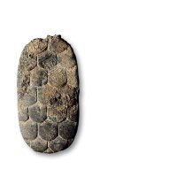 白金三品“龟”币一组两枚，铅质，稀见，美品