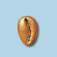中型包金贝