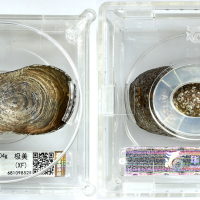 清代云南省5.5两银锭 华夏 锭 XF