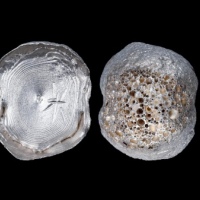  明“米”二两型银锭 方乾评级 AU58 