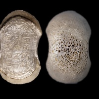  明工正所铸银十两正匠郭范世银锭 方乾评级 MS62  