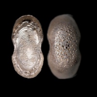  明“天启二年谷城县”十两型银锭 方乾评级 MS62+ 