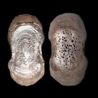  明“河伯所税艮伍两伍钱”银锭 方乾评级 MS62 