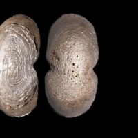  漢州觧足銀拾两银锭 方乾评级 MS62 