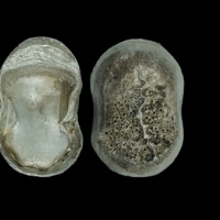  清“蔚州 光绪年 祥聚 福 义”五十两银锭  