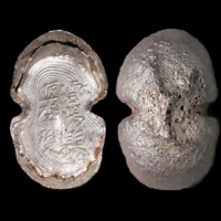  明“云阳县匠李俊”五两型银锭 方乾评级 MS62 