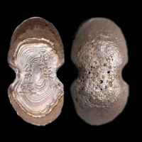  明“郫县公用银”五两型银锭 方乾评级 MS62 