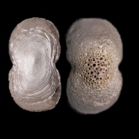  明素面五两型银锭 方乾评级 MS62 