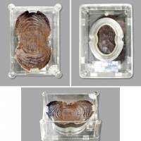  明山西“马邑县·解万历二十二年分·马草、脚价、驿粮等银五十两计一锭·知县王公日·银匠李文升”五十两银锭一枚，重：1869.5g，此锭造型端庄优美，文字刻画有力，深峻自然，原味包浆醇厚，品相一流，税种特