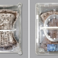  元 “蒙山课银·黄字号·瑞州路提调官、收银库官滕渊·库子段诚思·炉户易志周·销银匠余有诚·至正十年月日进”五十两银铤一枚，重：1908g，形制饱满规整，铭文古拙，深竣清晰，原味老包浆，开门见山，中国银